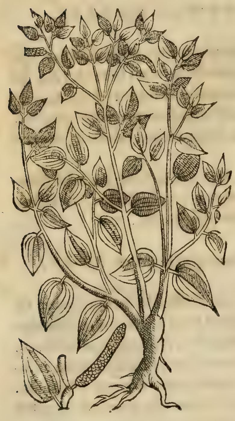 Hernández IV 126v, tlatlancuate