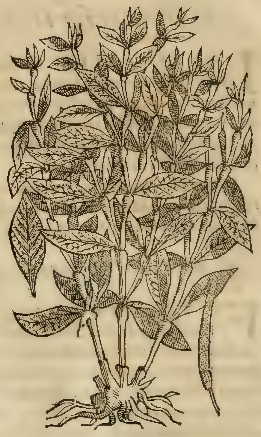 Hernández IV 126v, tlatlancuate
