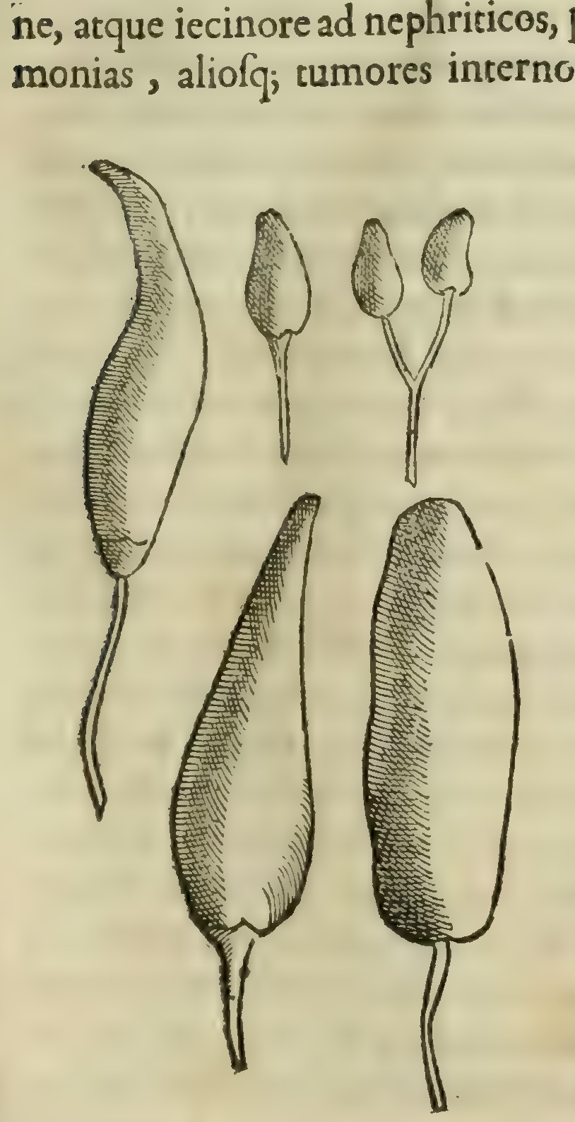 Hernández V 135r, chilli