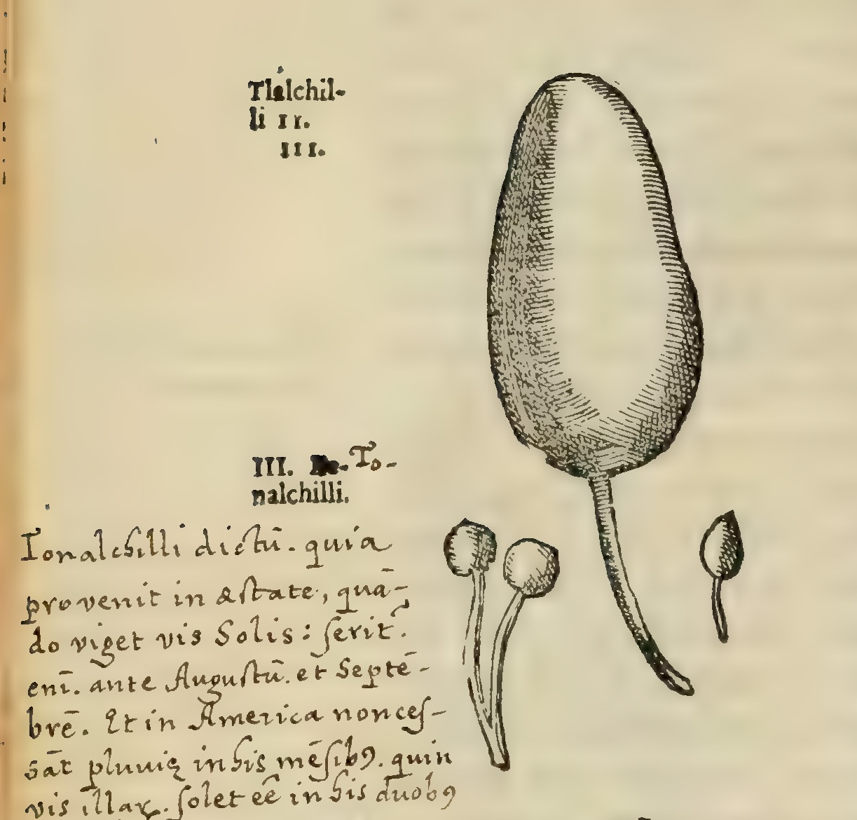 Hernández V 136v, tlalchilli, nachilli