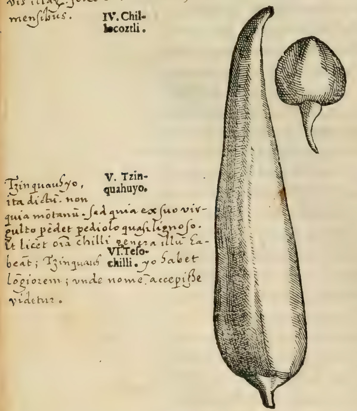 Hernández V 136v, tzincuauhyo