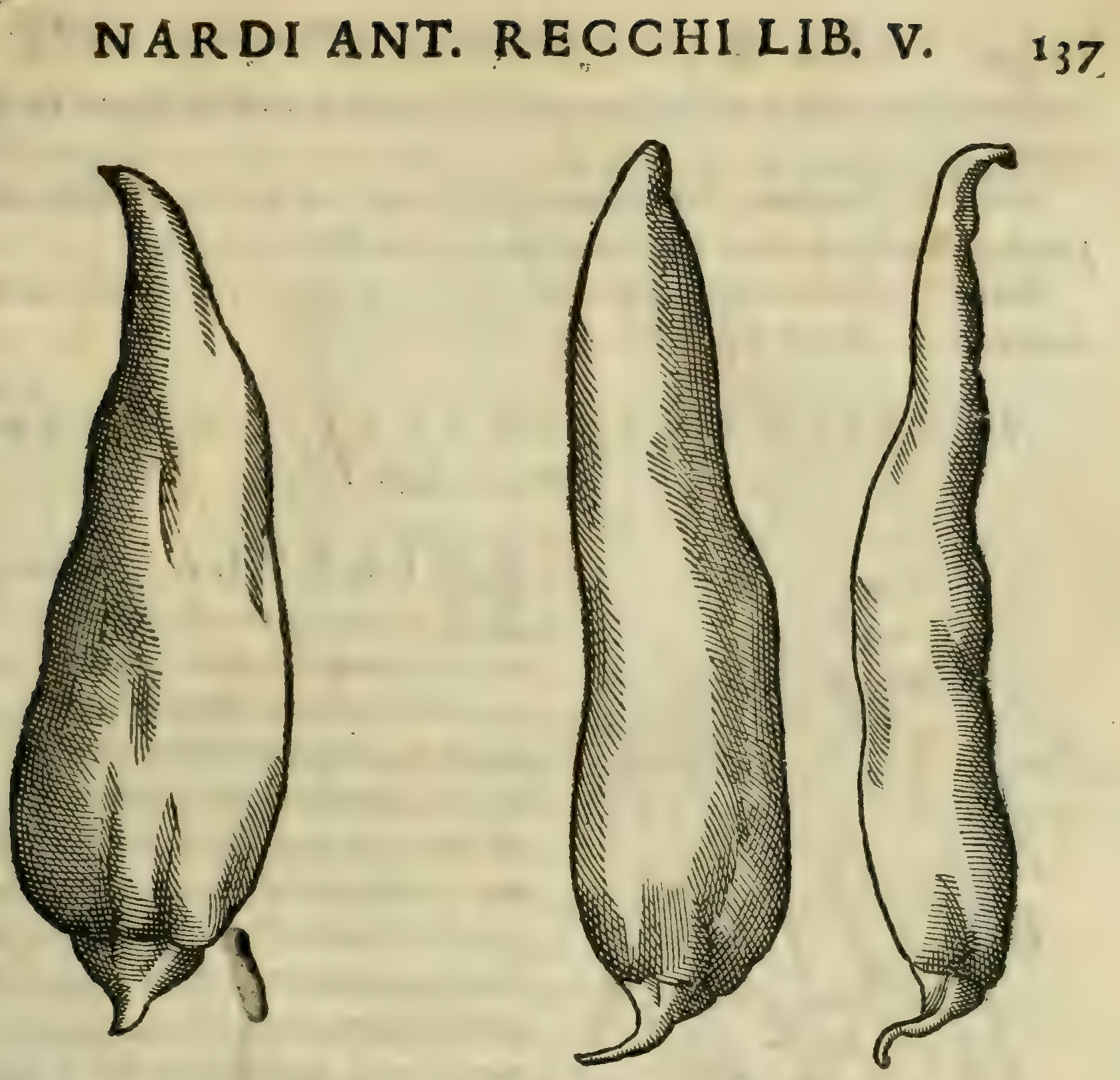 Hernández V 137r, cuauhchilli