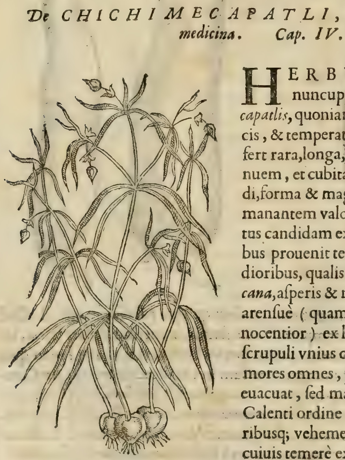 Hernández V 138v, chichimecapatli