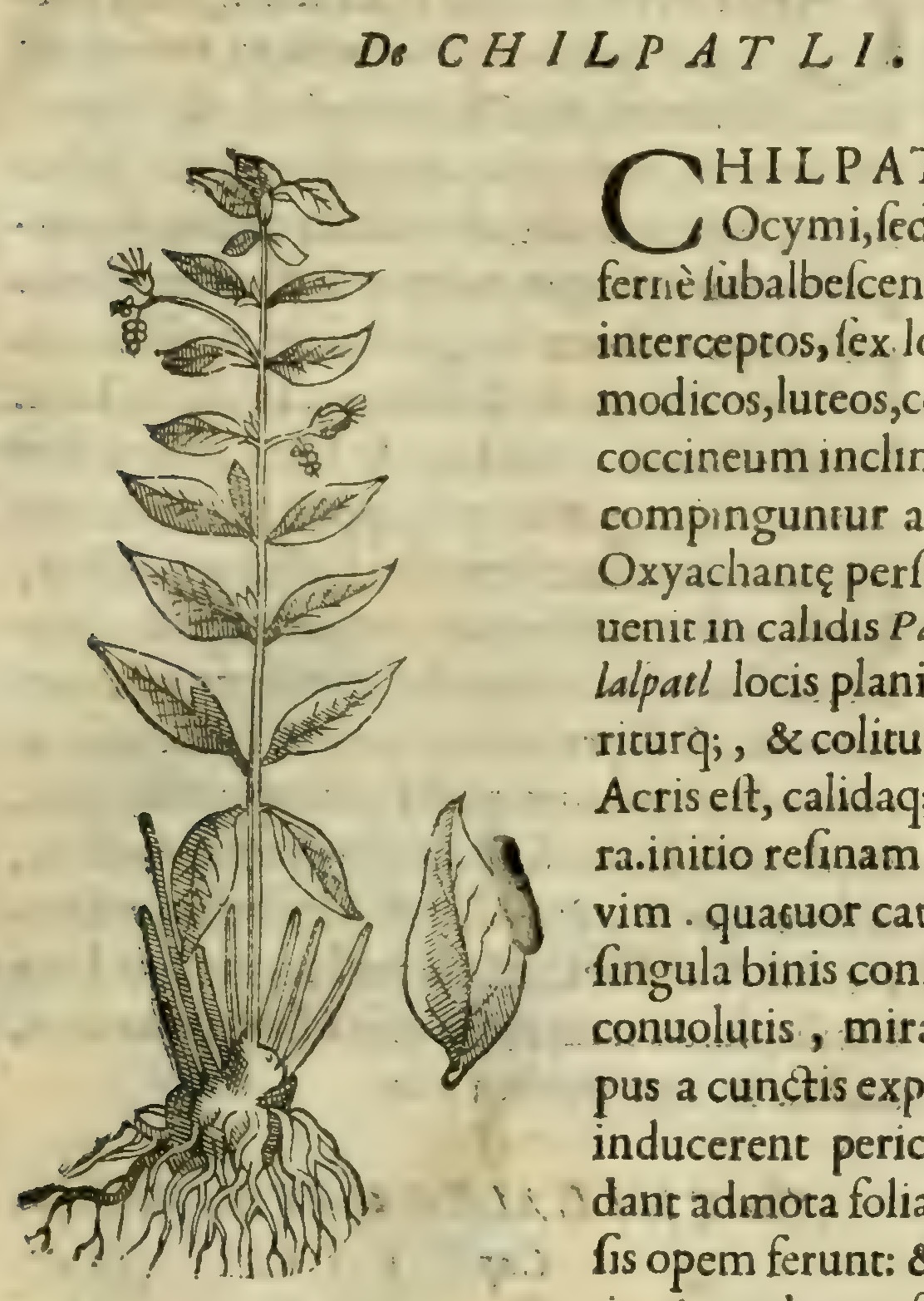 Hernández V 139r, chilpatli