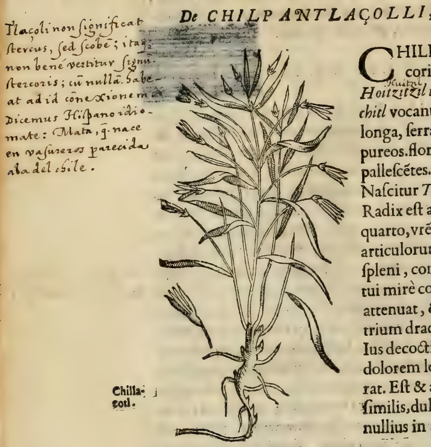 Hernández V 140v, chilpantlazolli