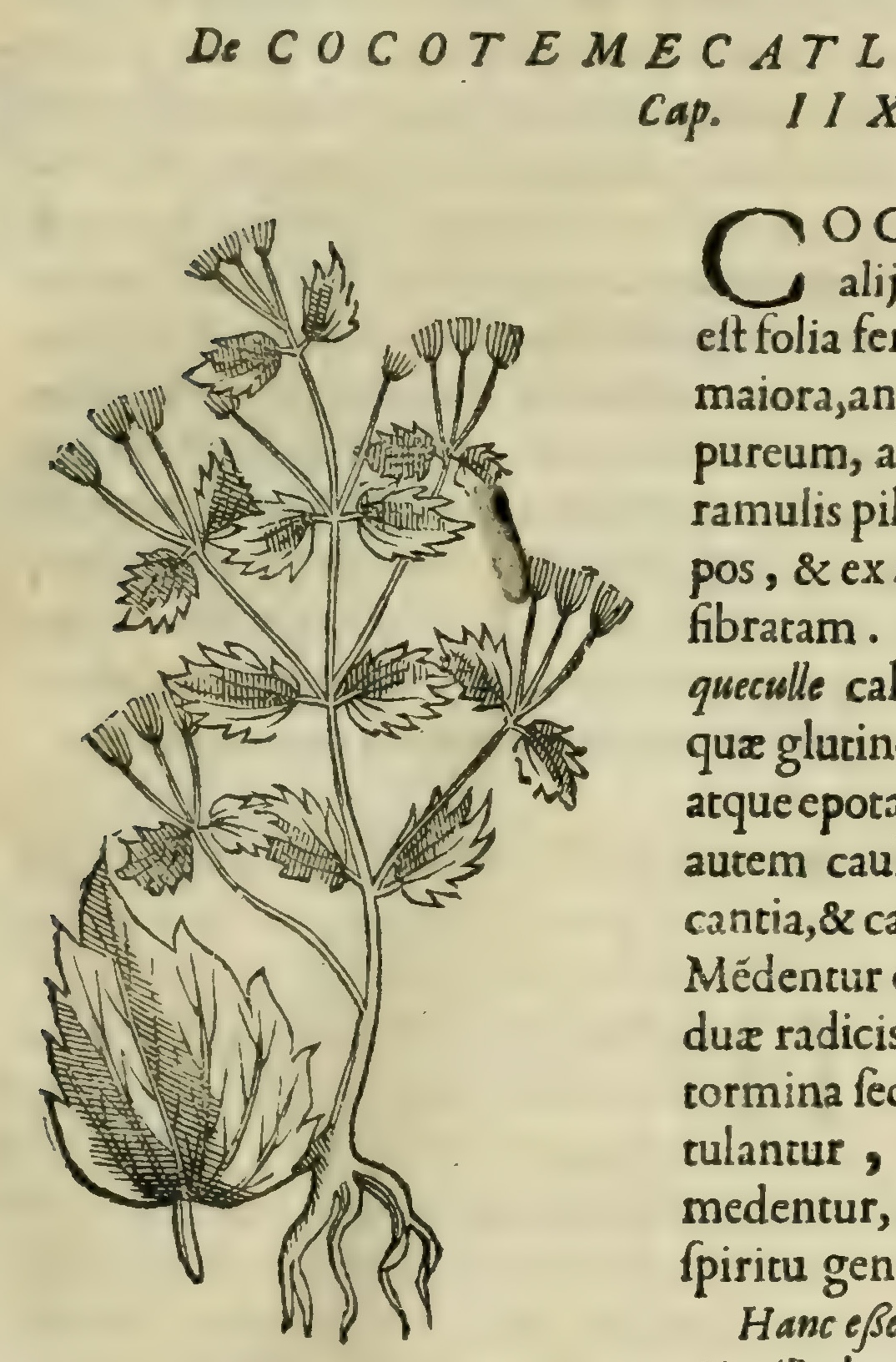 Hernández V 141r, cocotemecatl