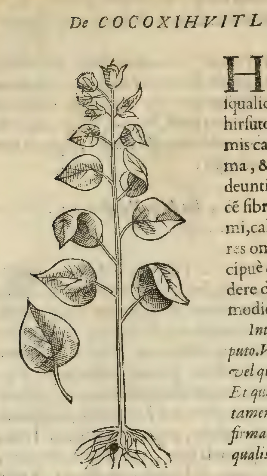 Hernández V 142v, cocoxihuitl