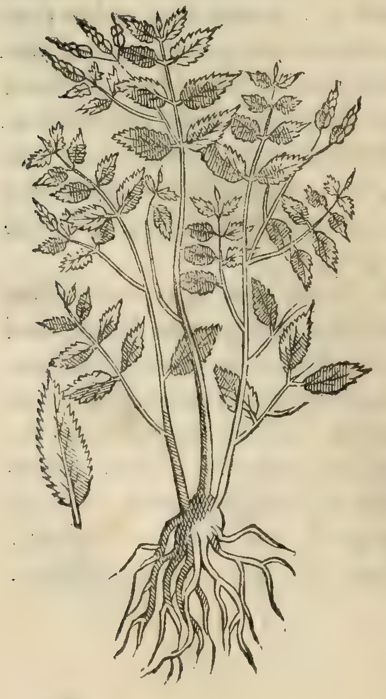 Hernández V 142v, cococxihuitl
