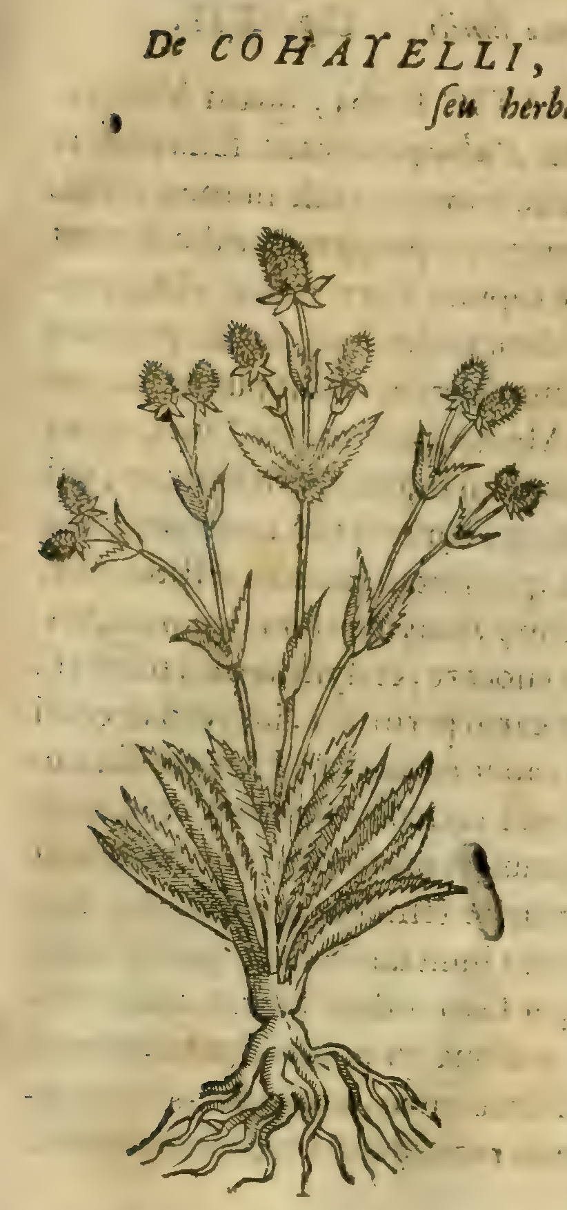Hernández V 143r, chichicahuatzon