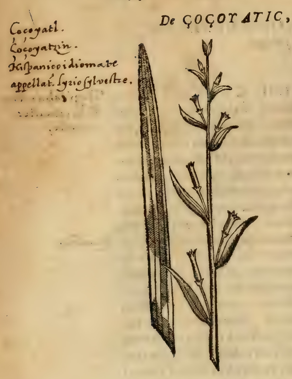 Hernández V 144v, cozoyatic