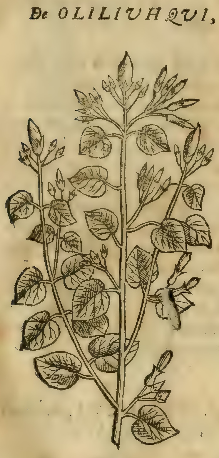 Hernández V 145r, oliliuhqui