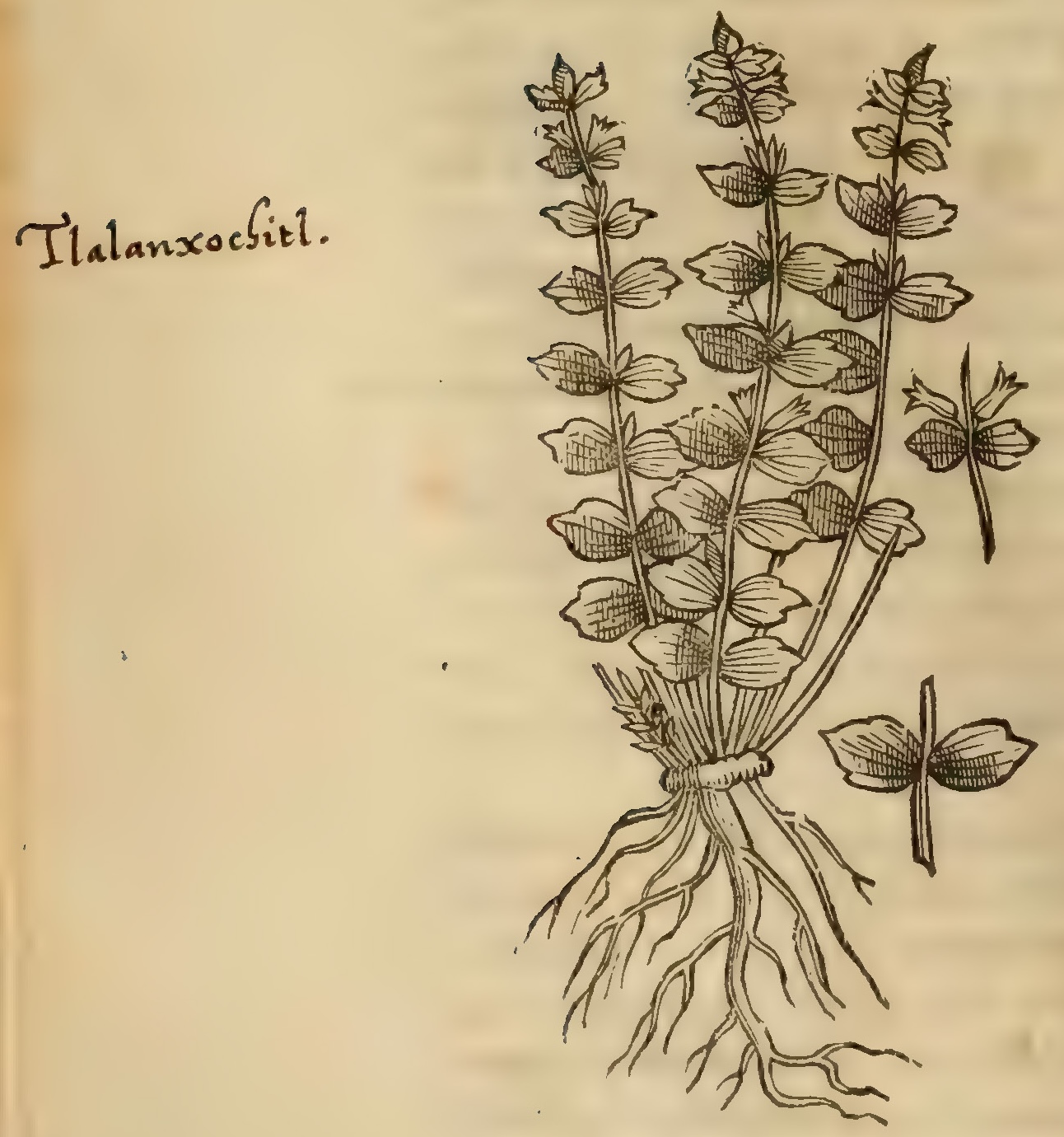 Hernández V 146v, tlalatochictl