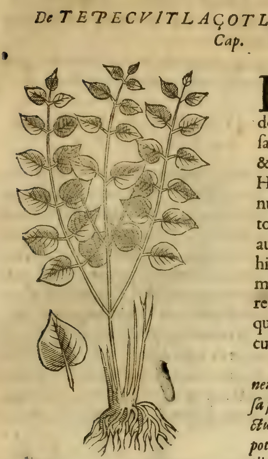 Hernández V 147r, tepecuitlazotl