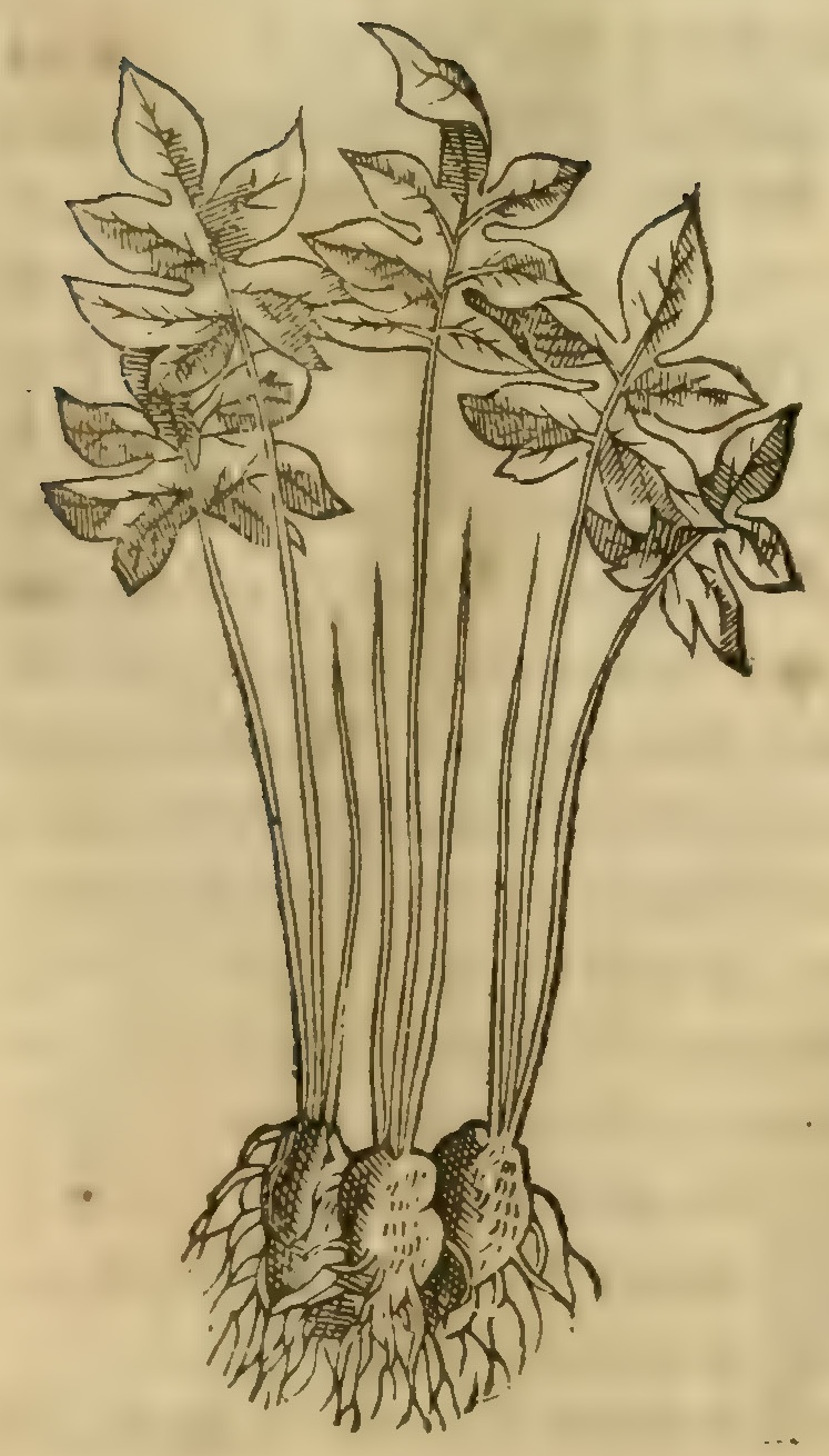 Hernández V 147r, tozpatli