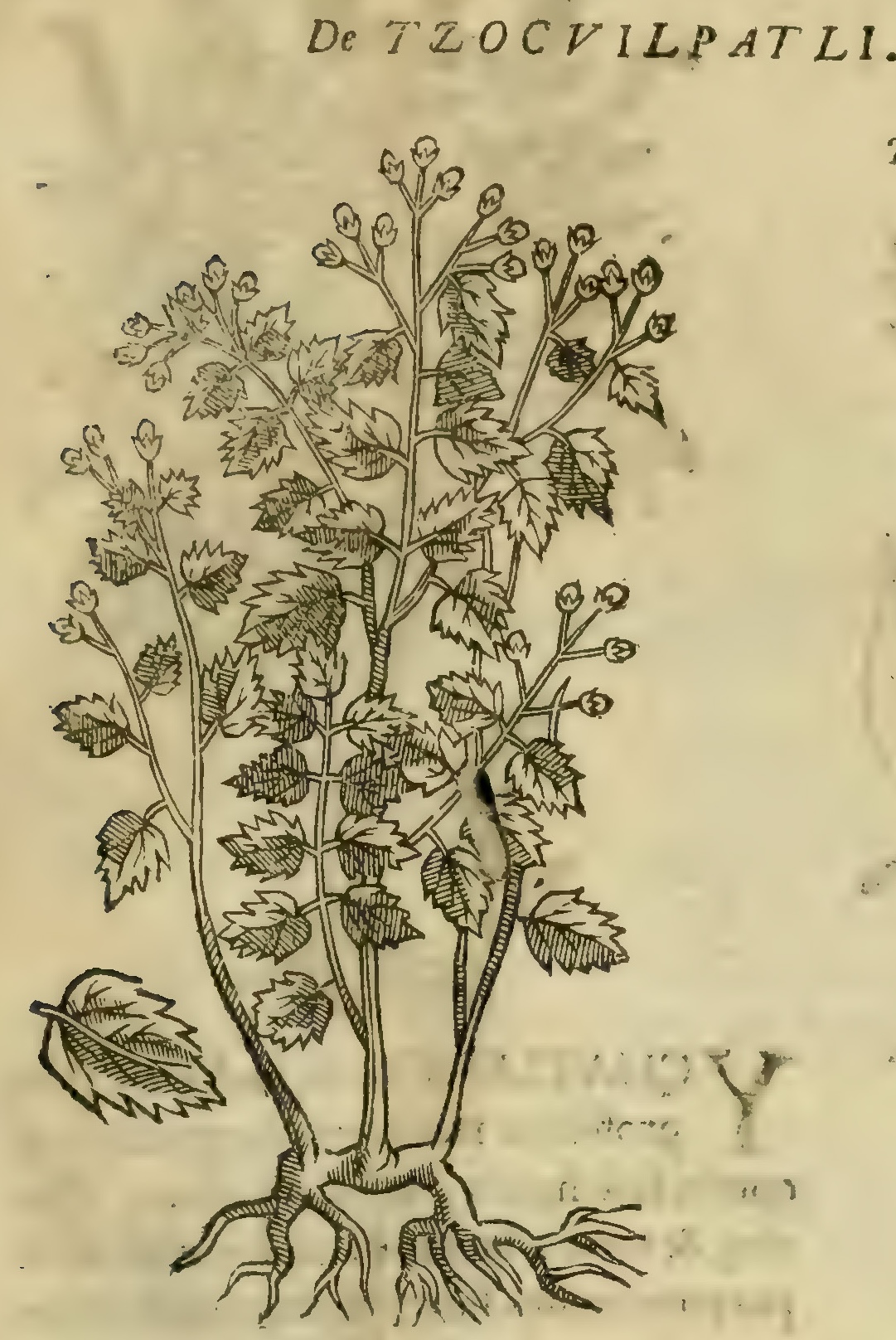 Hernández V 149r, tzocuilpatli