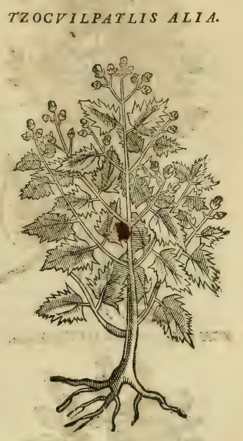 Hernández V 149r, tzocuilpatli