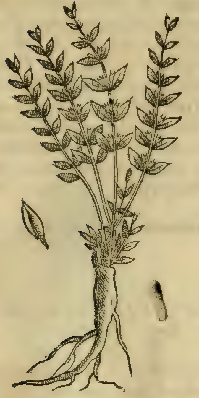 Hernández V 151r, izcuicuil