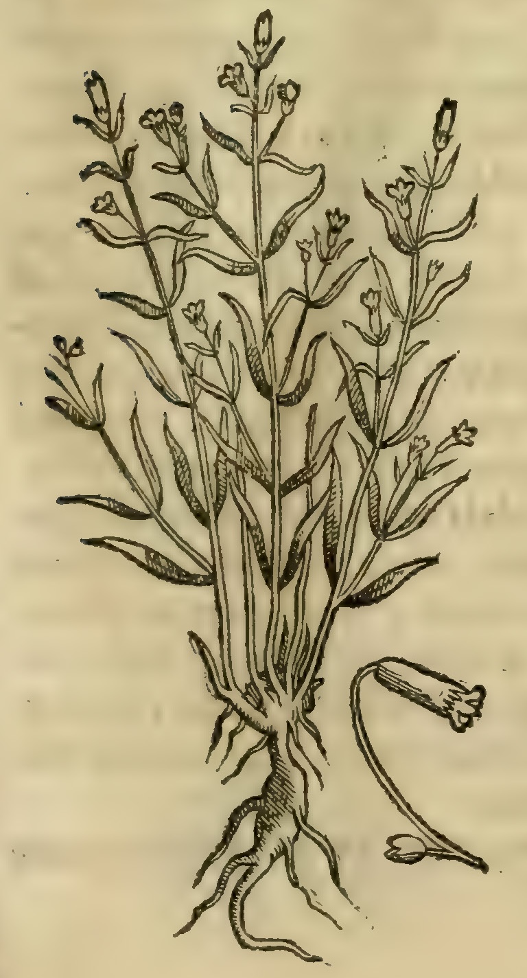Hernández V 151r, iztac patli