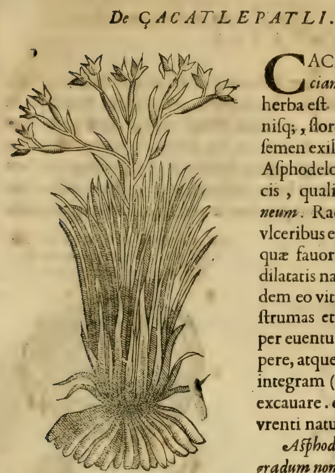 Hernández V 153r, zacatlepatli