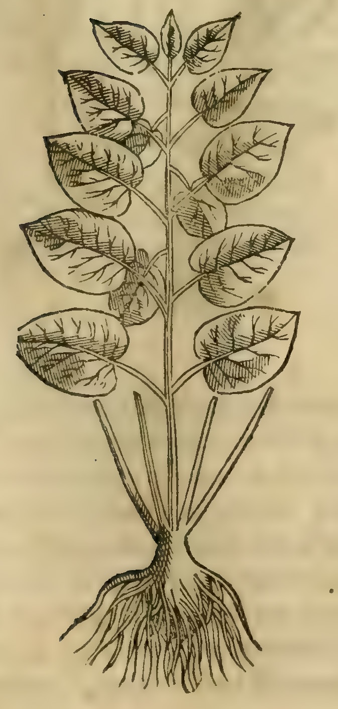 Hernández V 153r, axixcozauhuizpatli