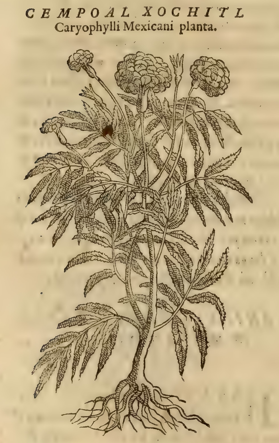 Hernández V 154v, cempohualxochitl