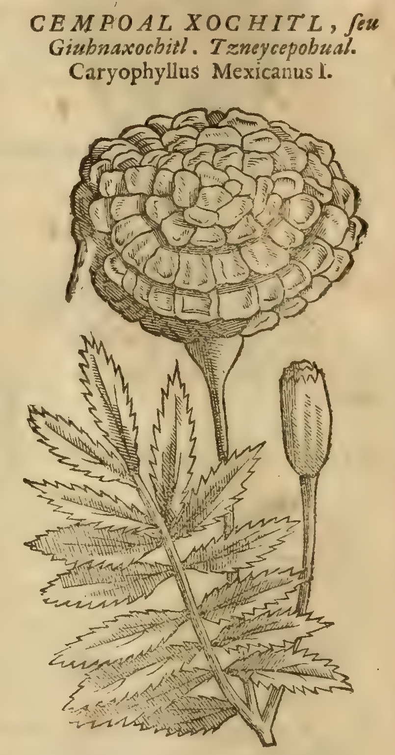 Hernández V 154v, cempohualxochitl