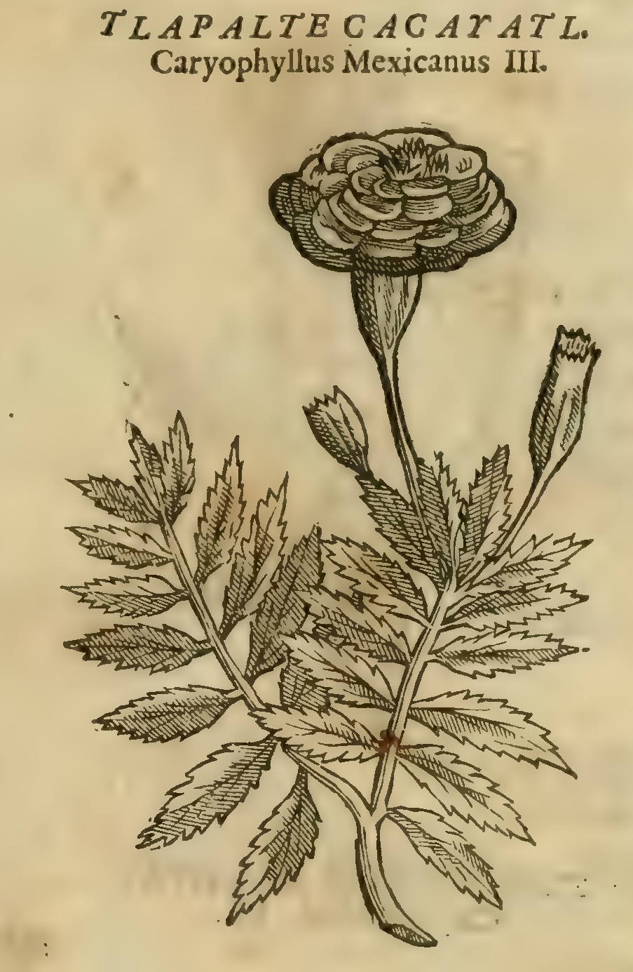 Hernández V 155r, tlapaltecacayatl