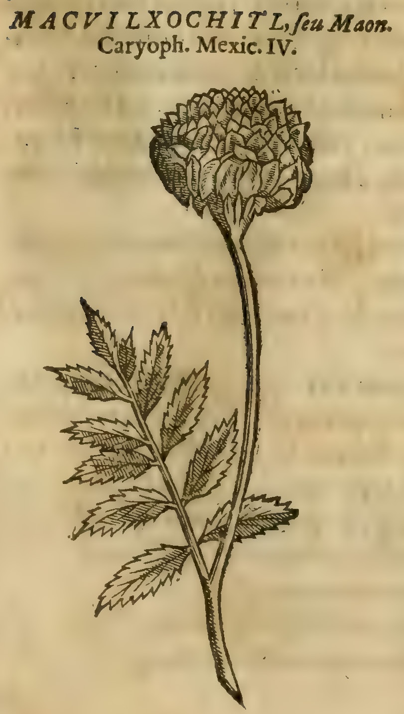 Hernández V 155r, macuilxochitl