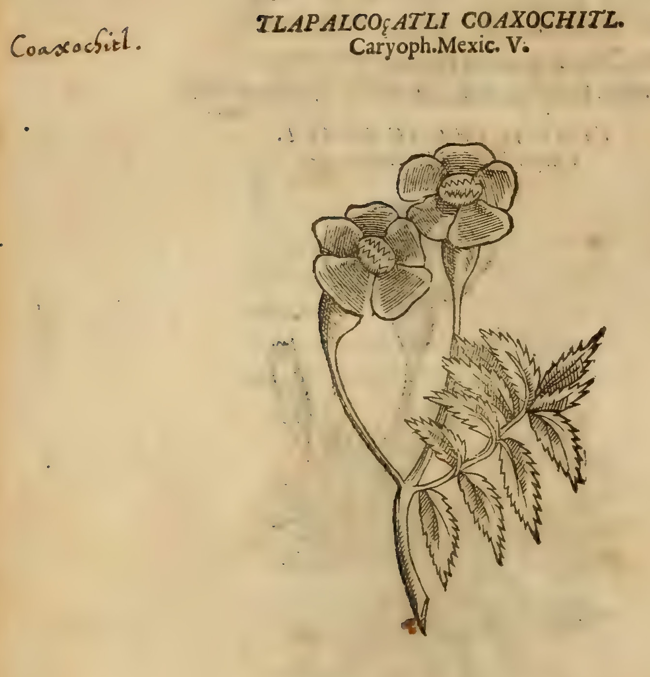Hernández V 156v, tlapalcohuatli cohuaxochitl