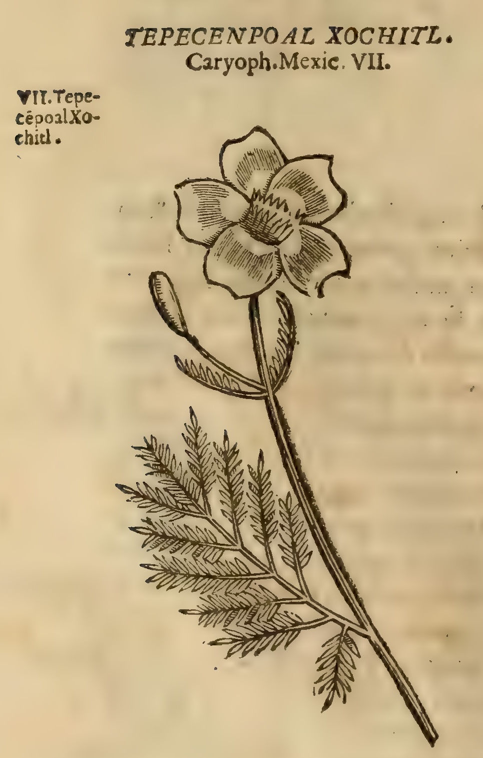 Hernández V 156v, tepecempohuaxochitl