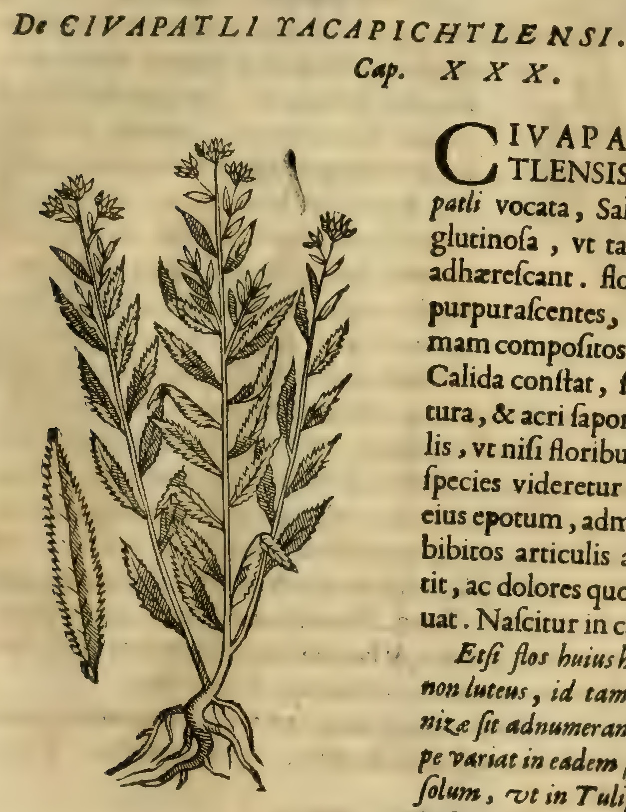 Hernández V 157r, cihuapatli yacapichtli