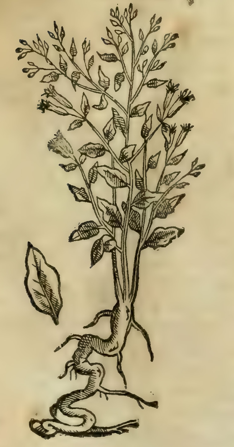 Hernández V 159r, erahueni