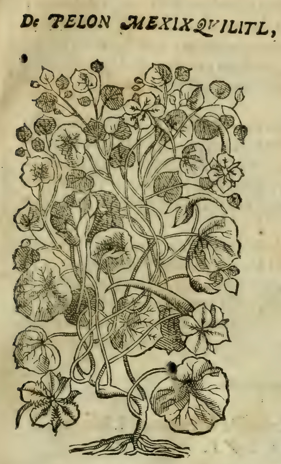 Hernández V 161r, pelon mexixquilitl