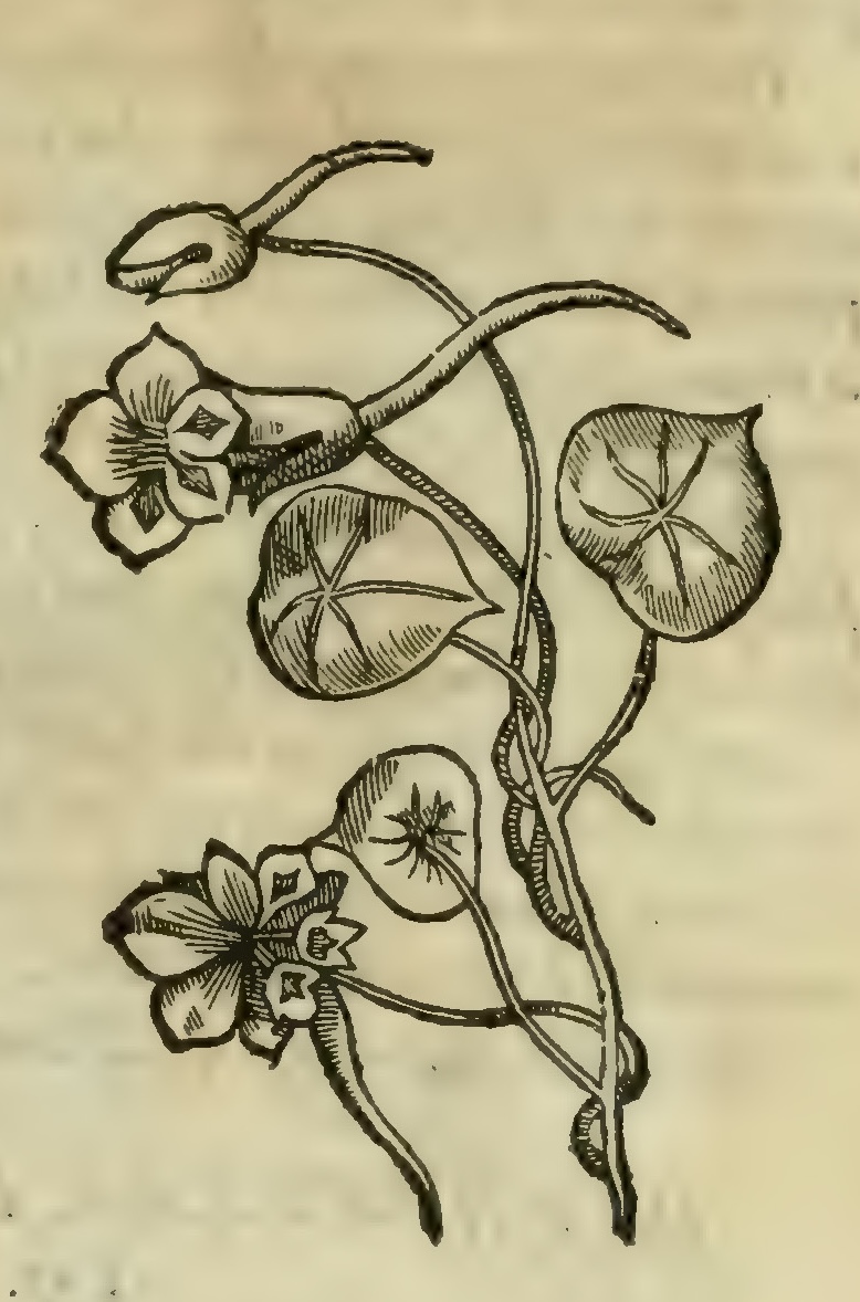 Hernández V 161r, pelon mexixquilitl