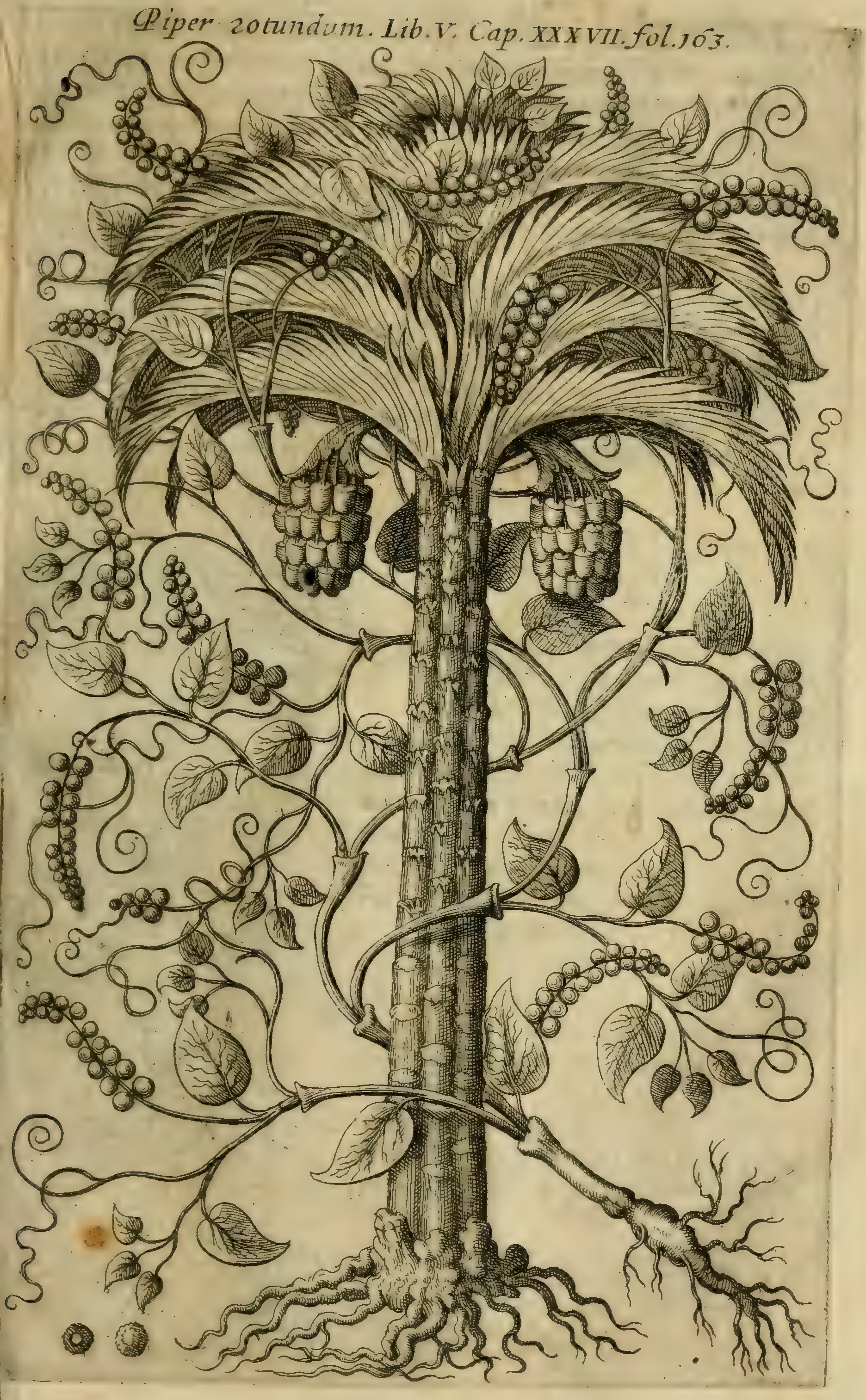 Hernández V 163r, pipere rotundum