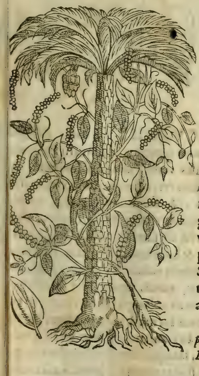 Hernández V 163r, pipere rotundum