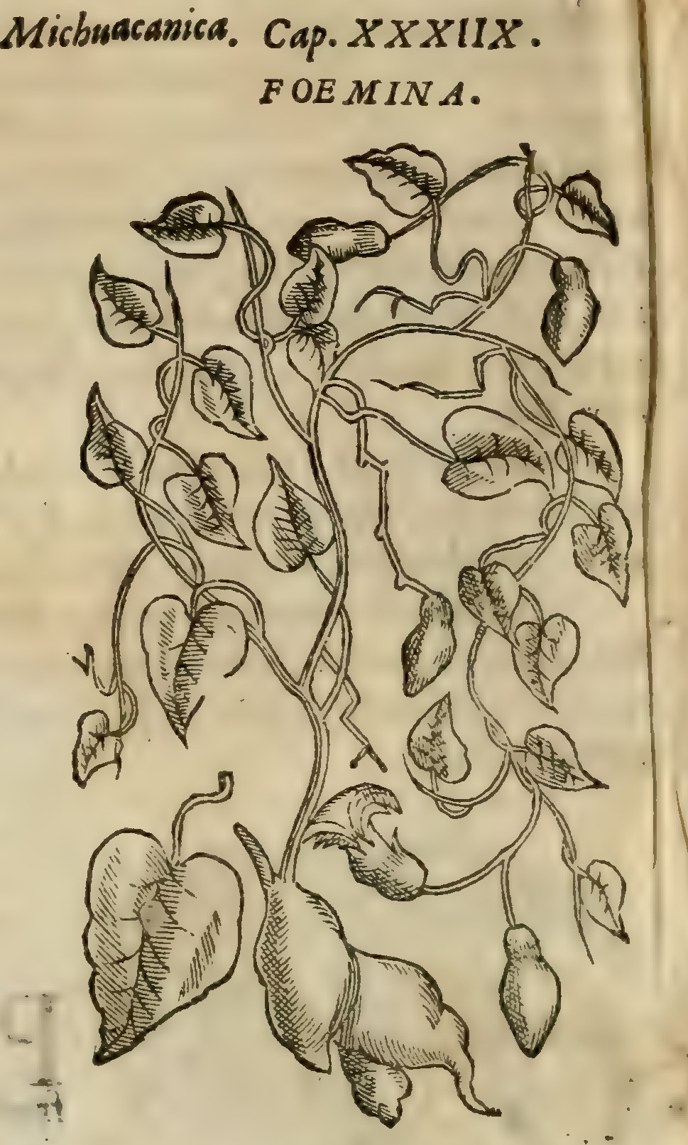 Hernández V 164v, tacuache