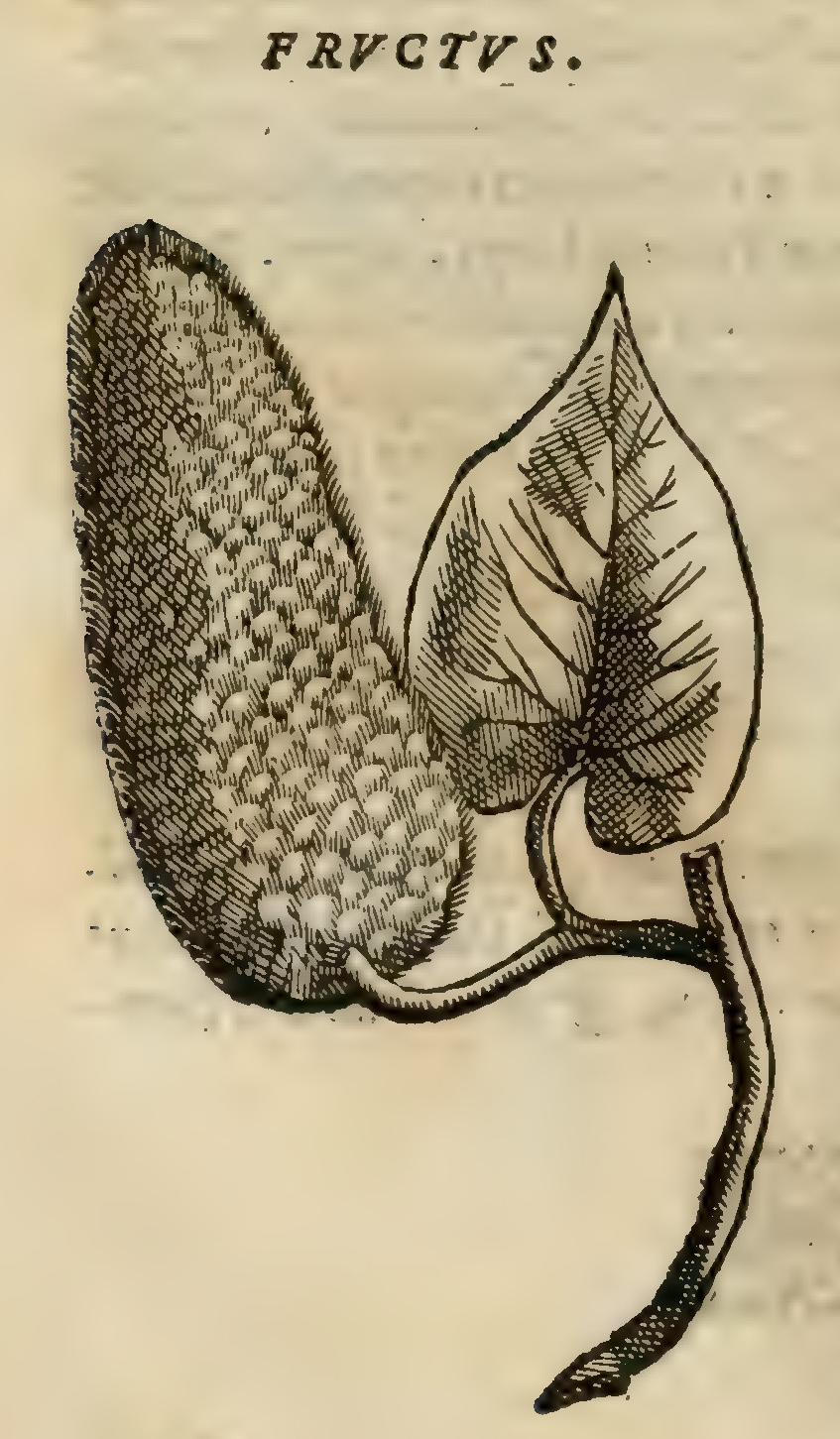 Hernández V 164v, tacuache