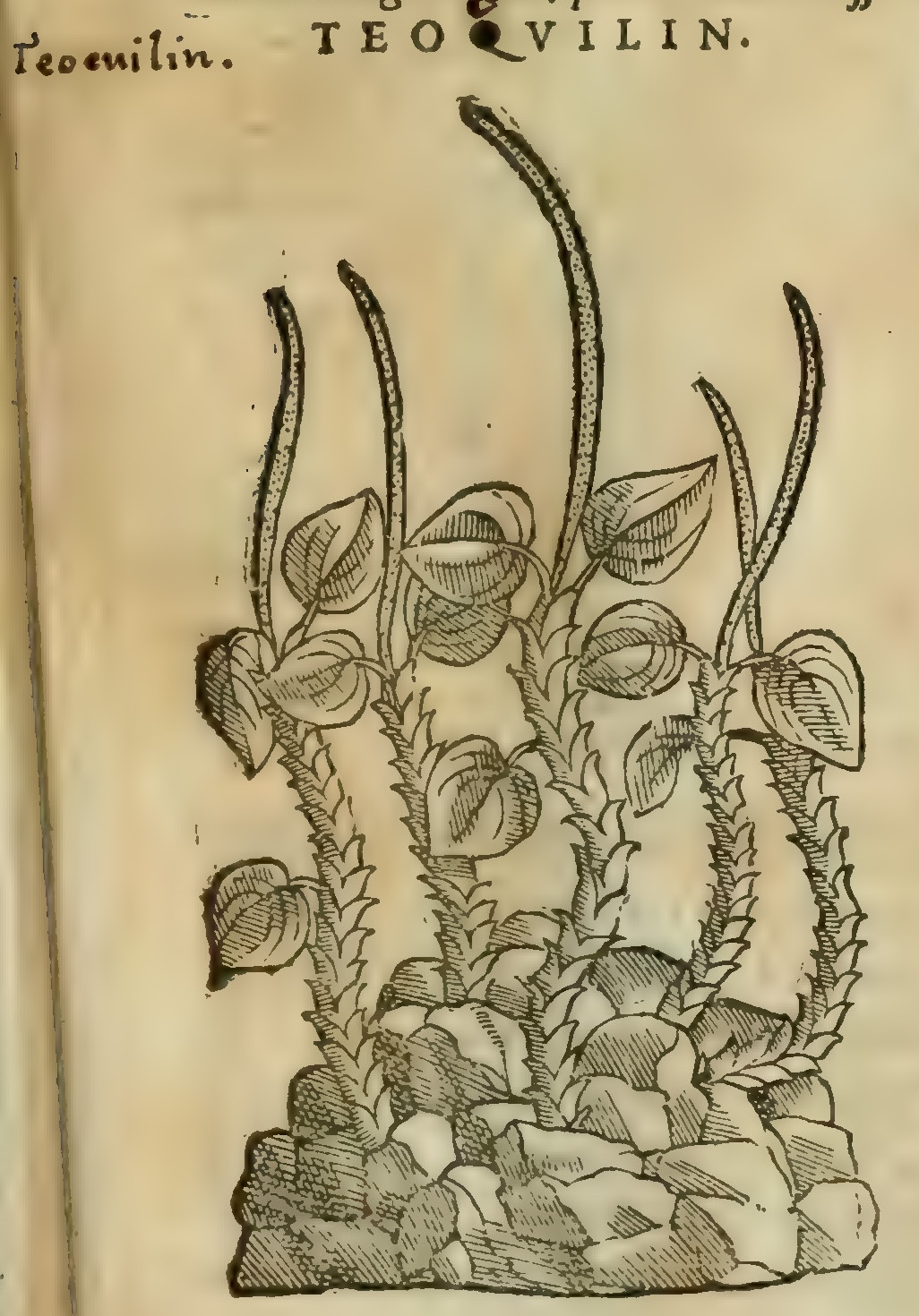 Hernández V 165r, teocuilin