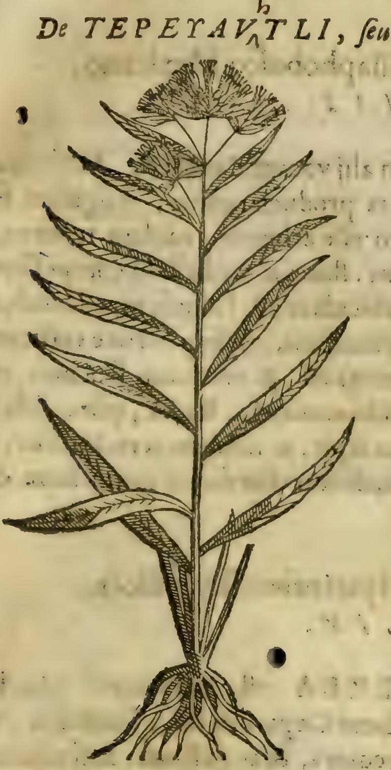 Hernández V 167r, tepeyauhtli