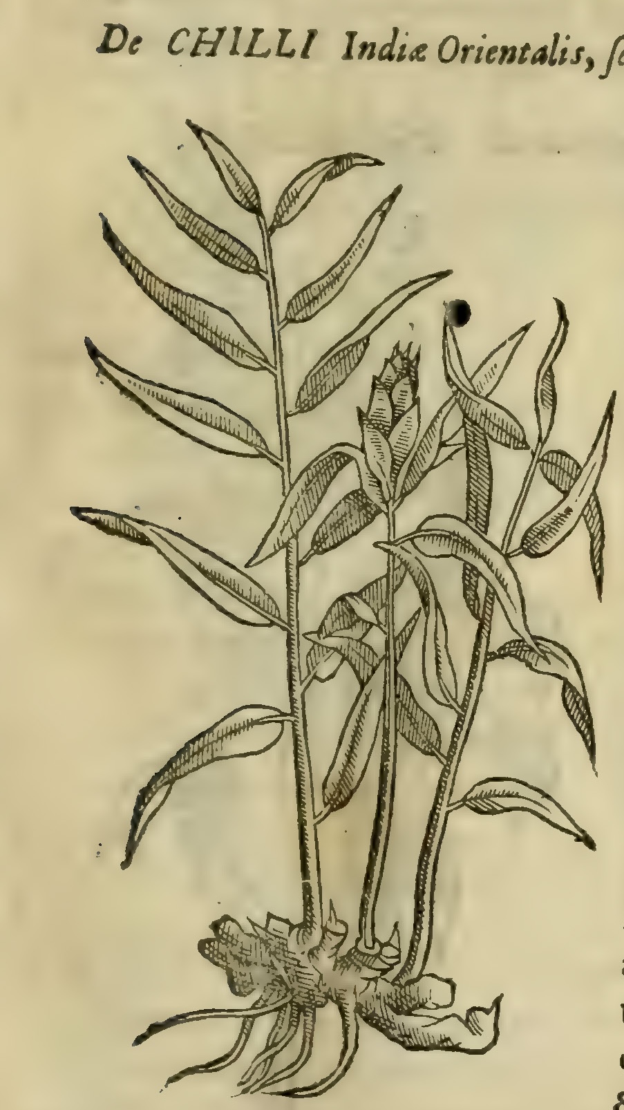 Hernández V 169r, chilli
