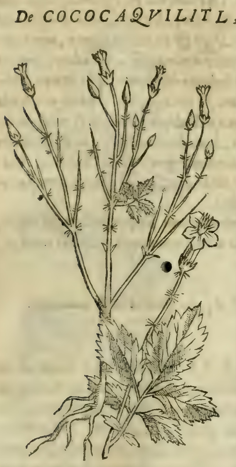 Hernández V 171r, cococaquilitl