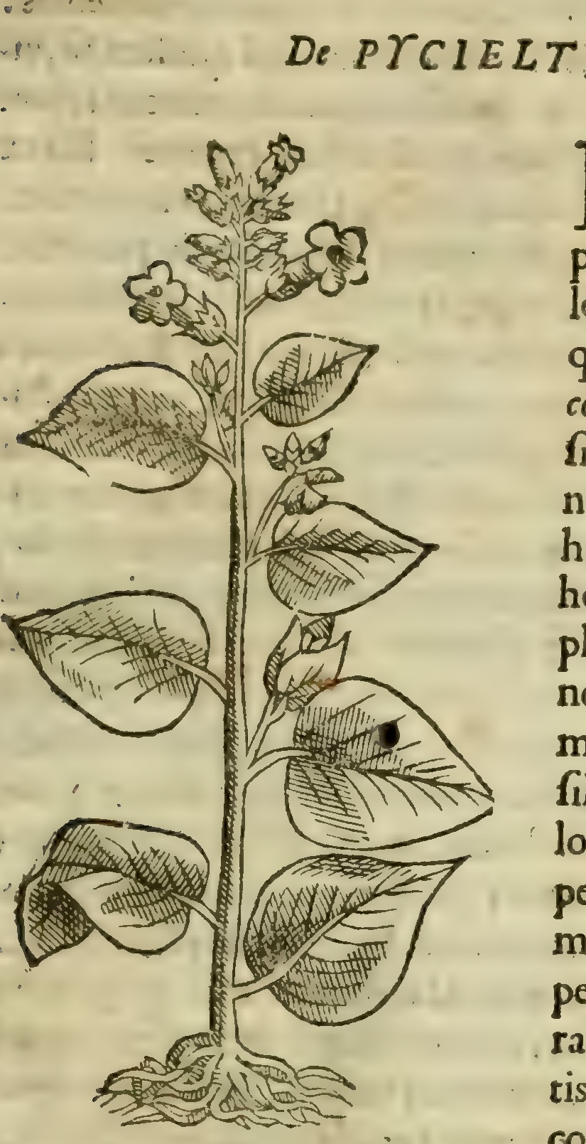 Hernández V 173r, picietl