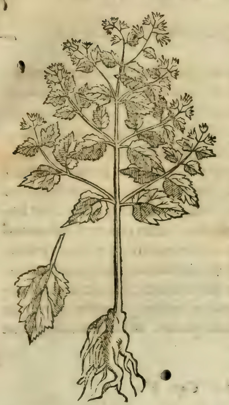 Hernández VI 183r, tzocuilpatli