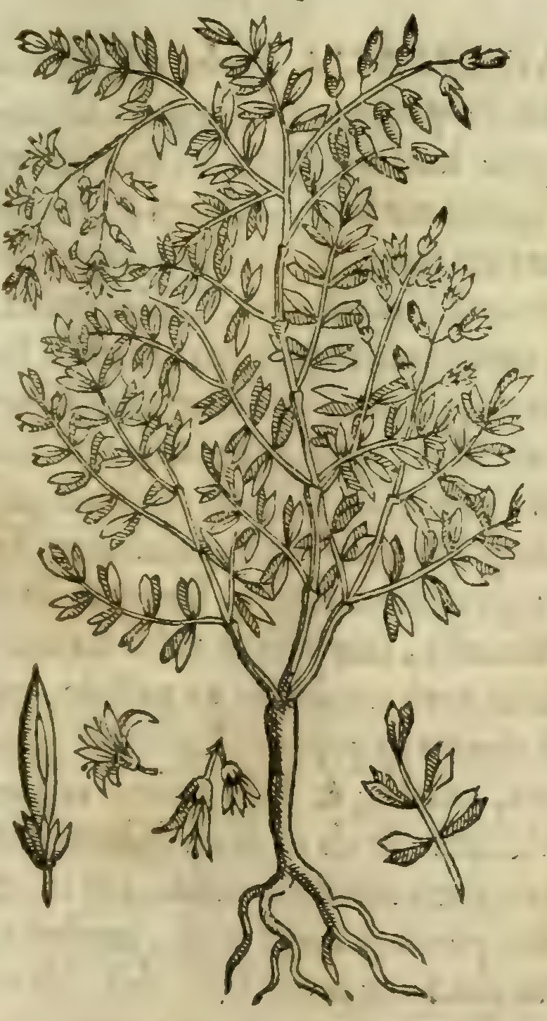 Hernández VI 183r, axixcoca huilizpatli