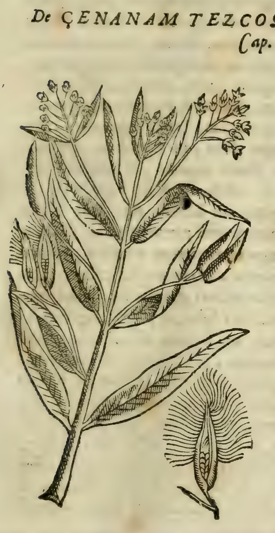 Hernández VI 185r, zenanam tezcoquensi