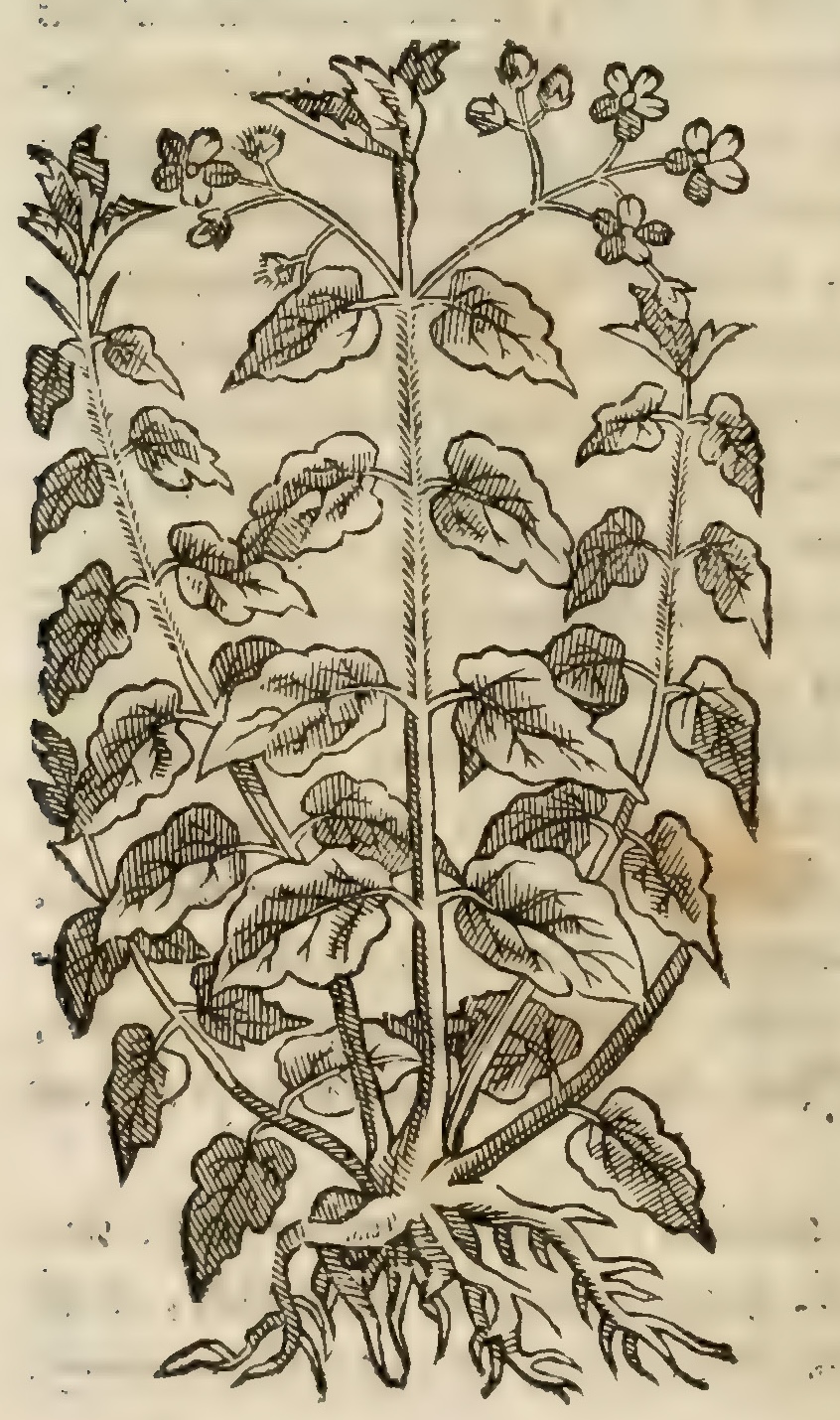 Hernández VI 186v, ziuipatli