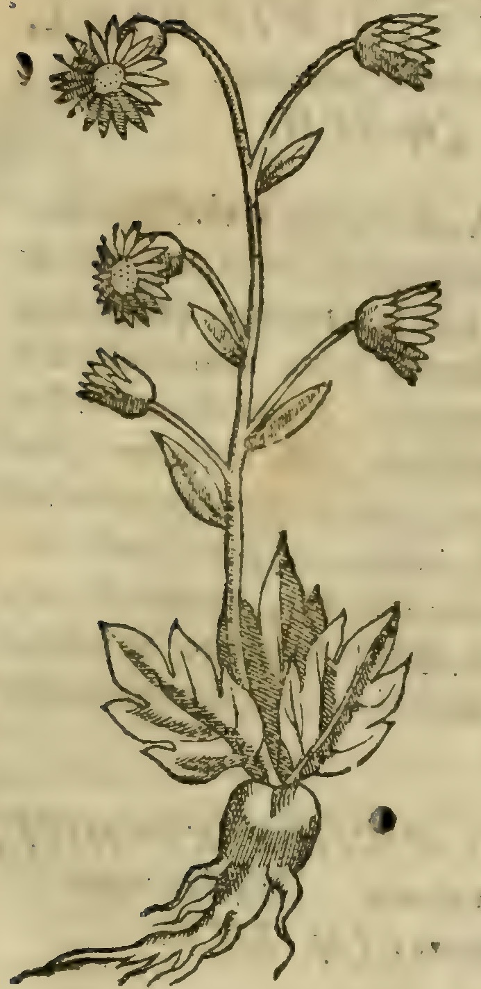 Hernández VI 191r, tecpatli