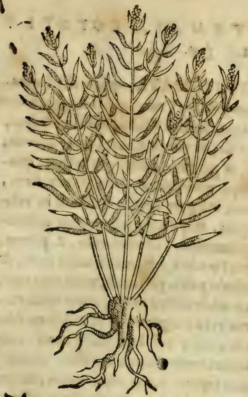 Hernández VI 203r, chipequa