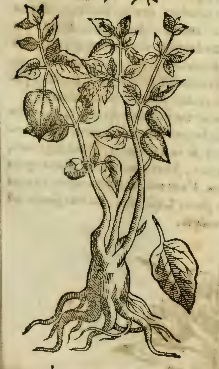 Hernández VI 203r, coztomatl